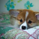 Reddybook: Revolutionizing Digital Learning, Collaboration, and Community Engagement