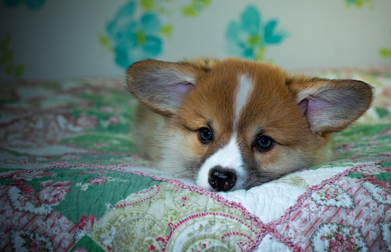 Reddybook: Revolutionizing Digital Learning, Collaboration, and Community Engagement